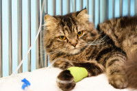 Un chat malade, sous perfusion