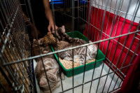 Des chatons enfermés dans une cage