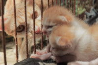 Deux chatons dans une cage, séparés de leur mère