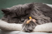 Un chat Persan malade, sous perfusion