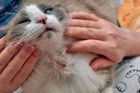 Examen d'un chat avec une blessure au cou