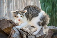 Un chaton blanc et gris apeuré