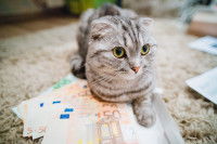 Un British Shorhair allongé sur des billets