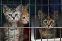 Trois chatons dans une cage