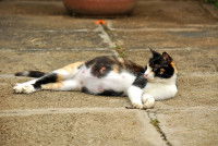 Une chatte gestante allongée sur le sol