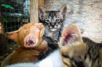 Plusieurs chatons entassés dans une cage