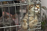 Un chaton tente de sortir d'une cage