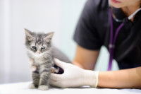 Un chaton examiné par un vétérinaire