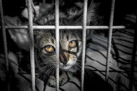 Un chaton dans une cage