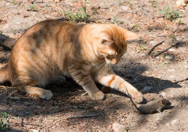 Bien nourrir un chat : quelle nourriture donner à son chat ?