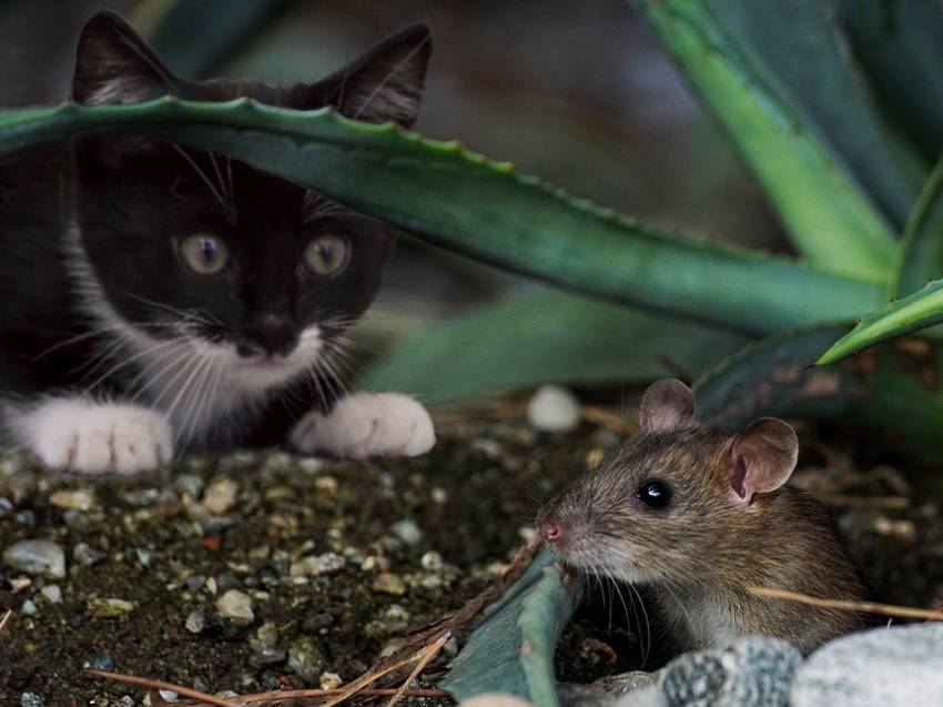 Le Chat Le Plus Dangereux Du Monde Les aliments dangereux pour le chat : Les viandes dangereuses pour le chat