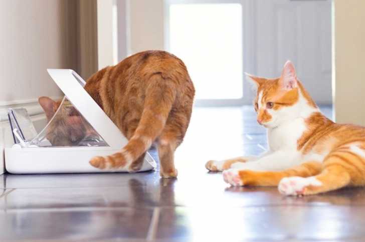 Distributeur De Nourriture Pour Chat Guide D Achat Complet