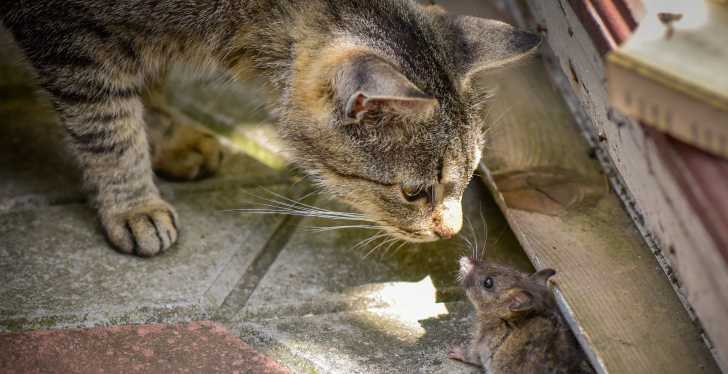 Les Fruits Toxiques Pour Les Chats