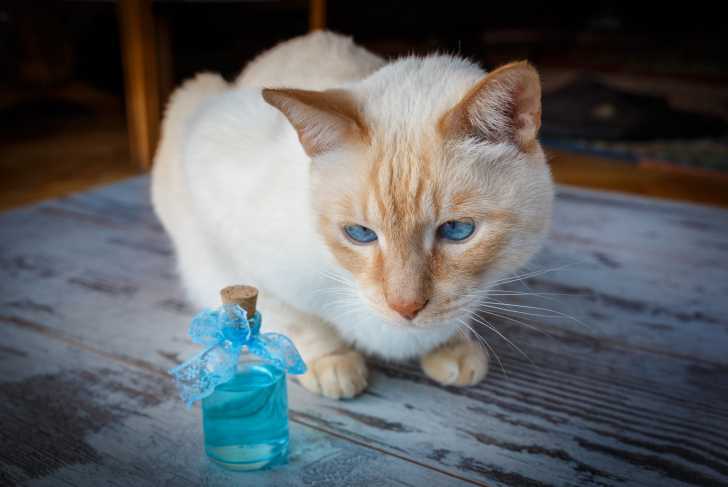 Les Odeurs Que Les Chats N Aiment Pas