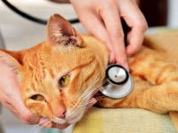 Chat roux ausculté par le vétérinaire
