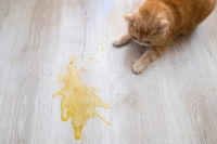 Un chat roux a vomi jaune sur le sol