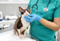 Une femme vétérinaire s'occupe d'un chat malade