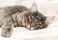 Un chat malade est couché sur un lit