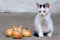 Un chaton noir et blanc assis à côté d'oignons