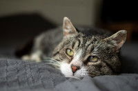 Un chat gris et blanc malade allongé sur un lit