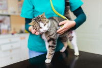 Un vétérinaire s'occupe d'un chat malade