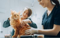 Une femme vétérinaire s'occupe d'un Maine Coon malade