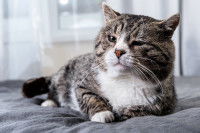 Un vieux chat malade allongé sur un lit
