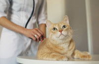 Une vétérinaire s'occupe d'un chat roux
