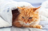 Un chat roux malade allongé sous une couverture