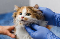 Un vétérinaire examine un chat tricolore malade