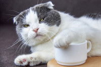 Un chat avec une tete fâchée tient une tasse de café
