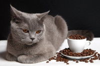 Un chat gris à côté d'une tasse et de grains de café
