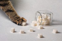 Une patte de chat sur des morceaux de sucre