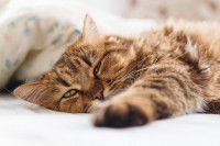 Un chat malade est couché sur un lit