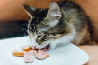 Un chat tricolore mange des morceaux de charcuterie dans une assiette