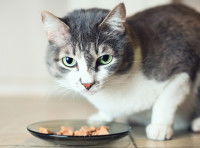 Un chat jeune devant une assiette
