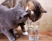 deux chats boivent de l'eau dans un verre