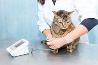 Une vétérinaire mesure la tension artérielle d'un chat