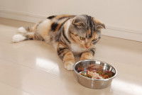 Un chat tricolore allongé devant une gamelle avec des croquettes