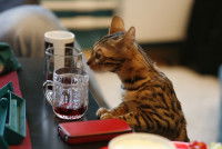 Un chat renifle un verre d'alcool