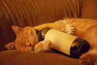 Un chat en coma éthylique avec une bouteille sur un canapé
