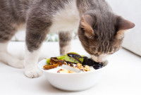 Un chat gris et blanc mange un yaourt aux fruits maison