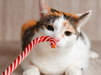 Un chat tricolore renifle un sucre d'orge