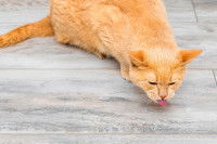 Un chat roux sur le point de vomir sur le sol