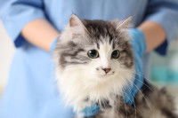 Un vétérinaire examine un chat malade