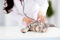 Une femme vétérinaire examine un chat malade