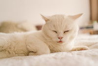 Un chat blanc malade est couch&eacute; sur un lit
