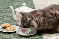 Un chat gris en train de boire dans une tasse de thé