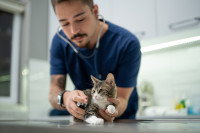 Le vétérinaire prend soin d'un petit chat malade