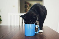 Un chat noir en train de boire dans une tasse de thé sur une table